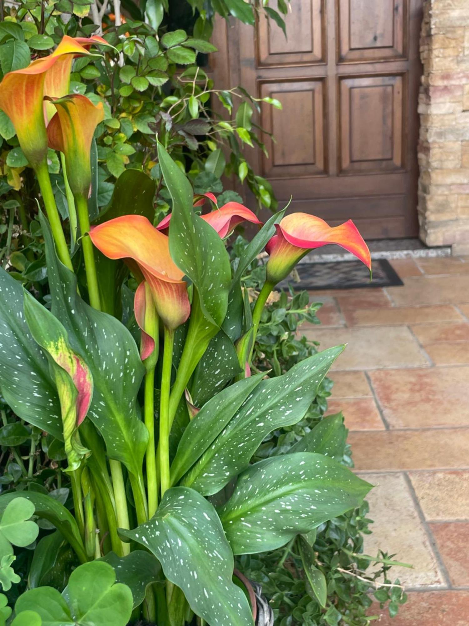 Il Giardino Di Emilia - Intero Appartamento In Villa Con Giardino Privato E Piscina Estiva Pontirolo Nuovo Eksteriør billede