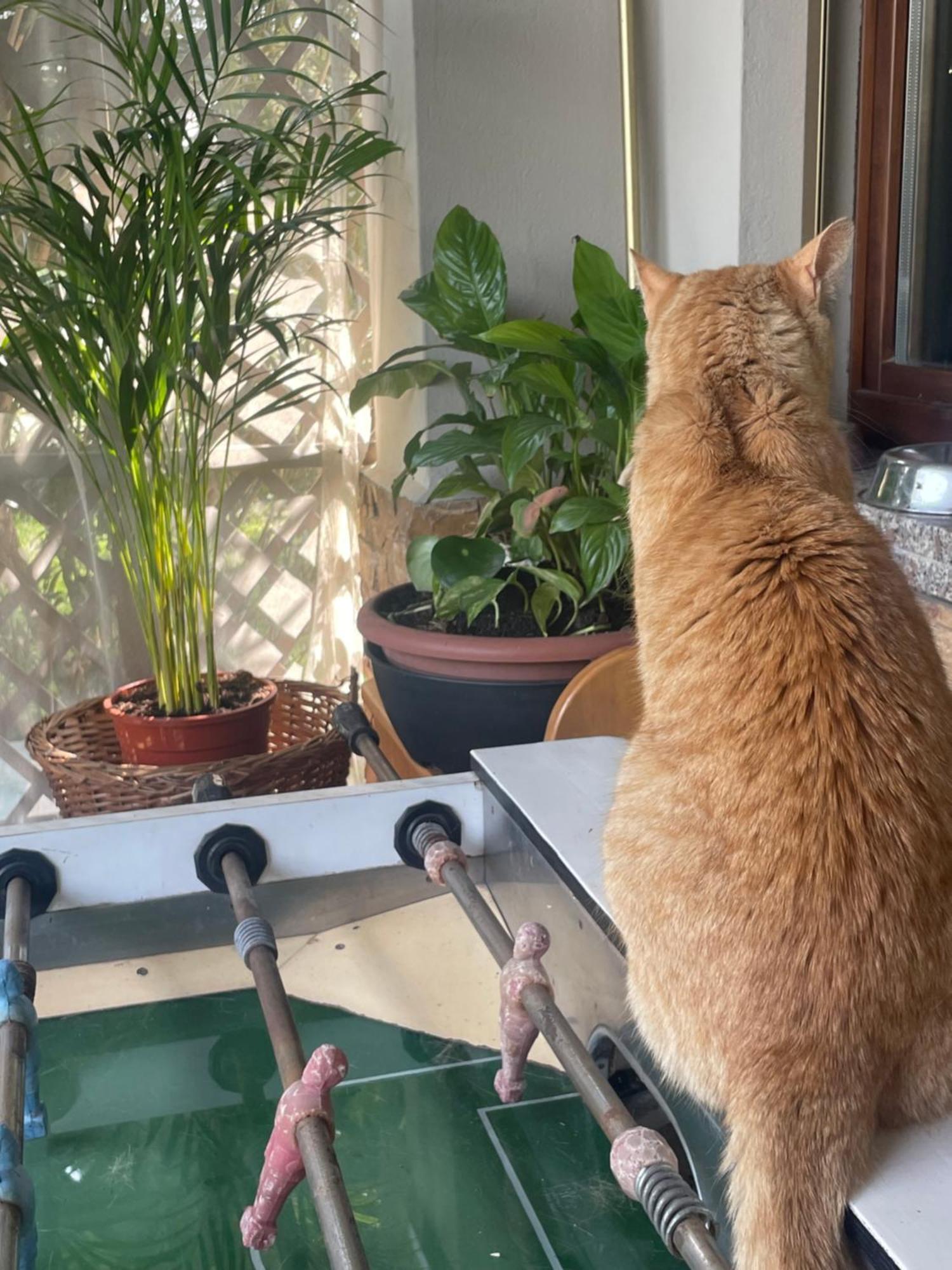 Il Giardino Di Emilia - Intero Appartamento In Villa Con Giardino Privato E Piscina Estiva Pontirolo Nuovo Eksteriør billede