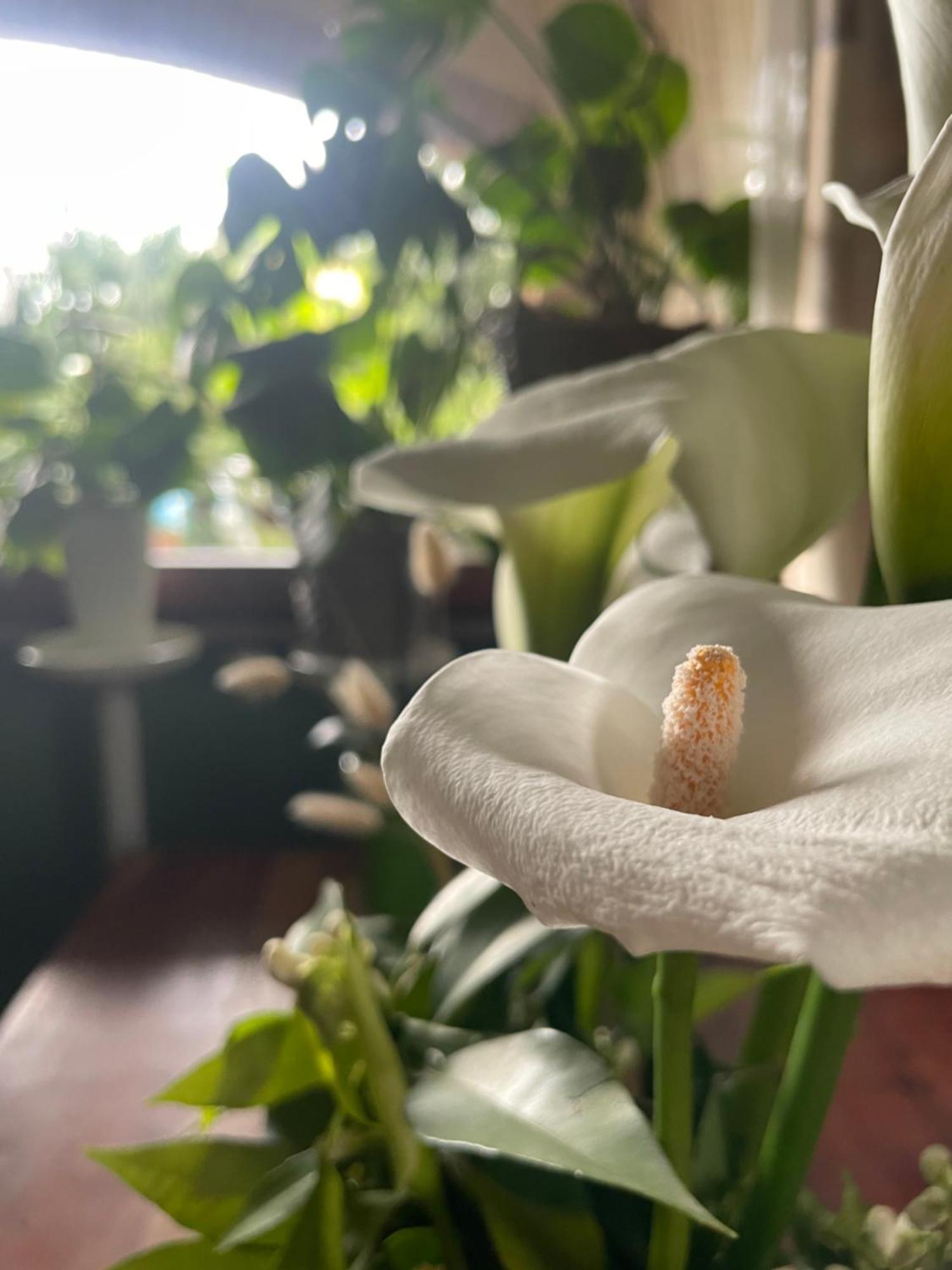 Il Giardino Di Emilia - Intero Appartamento In Villa Con Giardino Privato E Piscina Estiva Pontirolo Nuovo Eksteriør billede